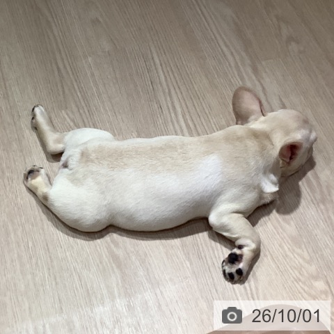 岡山県のフレンチブルドッグ (ペットプラス 岡山店/2026年7月4日生まれ/男の子/クリーム)の子犬の4枚目の画像