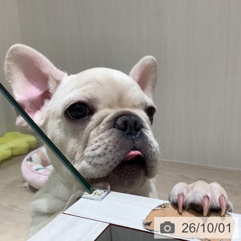 岡山県のフレンチブルドッグ (ペットプラス 岡山店/2026年7月4日生まれ/男の子/クリーム)の子犬の3枚目の画像