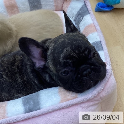 フレンチ・ブルドッグの写真