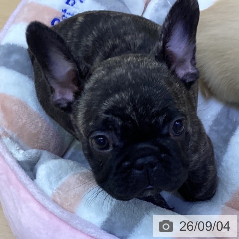 フレンチ・ブルドッグの写真