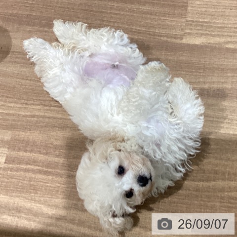 鳥取県のトイプードル(トイ) (ペッツワン 日吉津店/2026年6月22日生まれ/男の子/ホワイト)の子犬の4枚目の画像
