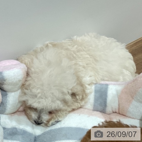 鳥取県のトイプードル(トイ) (ペッツワン 日吉津店/2026年6月22日生まれ/男の子/ホワイト)の子犬の3枚目の画像