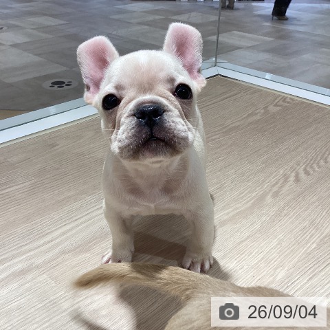 徳島県のフレンチブルドッグ (ペットプラス 徳島店/2026年7月4日生まれ/男の子/クリーム)の子犬の4枚目の画像