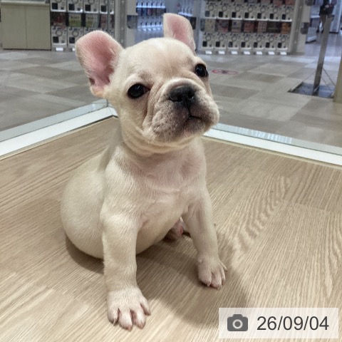 徳島県のフレンチブルドッグ (ペットプラス 徳島店/2026年7月4日生まれ/男の子/クリーム)の子犬の3枚目の画像