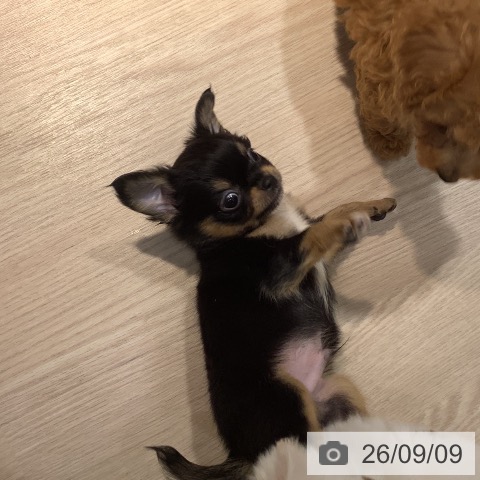 岡山県のチワワ(ロング) (ペットプラス 岡山店/2026年7月8日生まれ/男の子/ブラックタン)の子犬の4枚目の画像