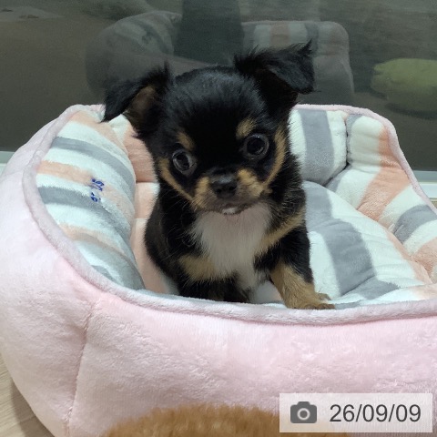岡山県のチワワ(ロング) (ペットプラス 岡山店/2026年7月8日生まれ/男の子/ブラックタン)の子犬の3枚目の画像