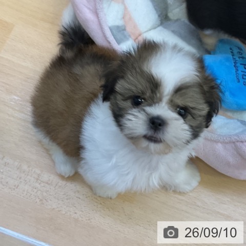 香川県のシーズー (ペットプラス 綾川店/2026年7月1日生まれ/男の子/ゴールドホワイト)の子犬の4枚目の画像