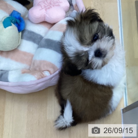 岡山県のシーズー (ペットプラス 岡山店/2026年7月1日生まれ/男の子/ゴールドホワイト)の子犬の4枚目の画像