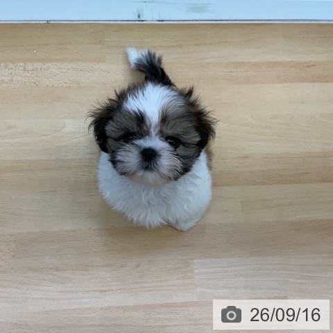 岡山県のシーズー (ペットプラス 岡山店/2026年7月1日生まれ/男の子/ゴールドホワイト)の子犬の3枚目の画像