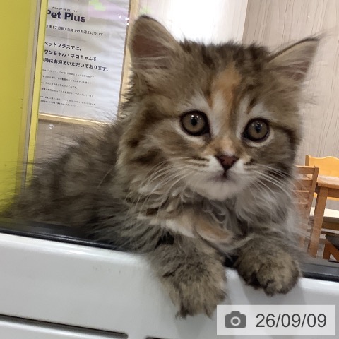 岡山県のスコティッシュフォールド (ペットプラス 岡山店/2026年7月7日生まれ/女の子/ブラウンパッチドタビー)の子猫の3枚目の画像