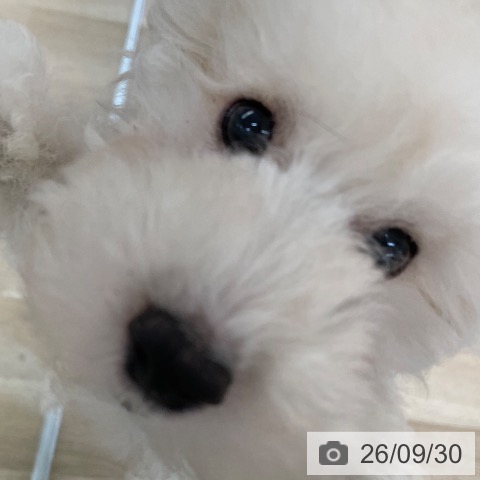 愛媛県のトイプードル(トイ) (ペットプラス 新居浜店/2026年7月7日生まれ/男の子/クリーム)の子犬の4枚目の画像