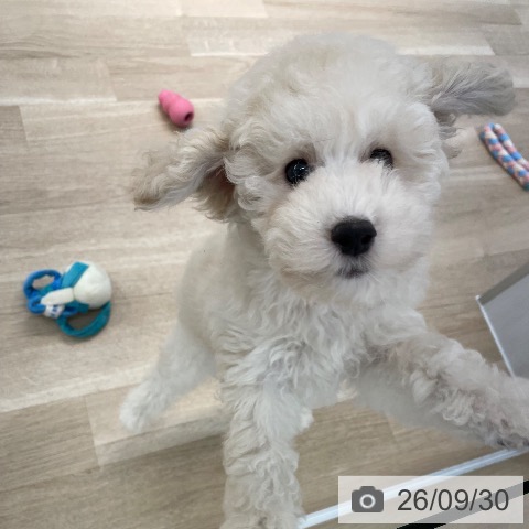 愛媛県のトイプードル(トイ) (ペットプラス 新居浜店/2026年7月7日生まれ/男の子/クリーム)の子犬の3枚目の画像