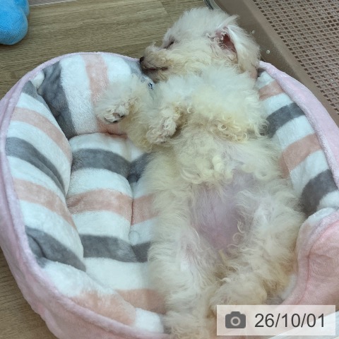 ビション・フリーゼの写真