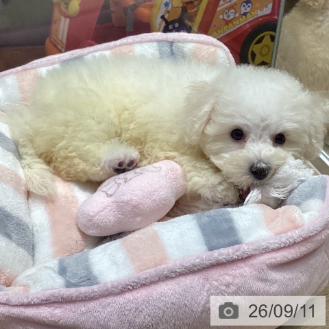大阪府のビションフリーゼ (ペットプラス 四條畷店/2026年7月7日生まれ/女の子/ホワイト)の子犬の4枚目の画像