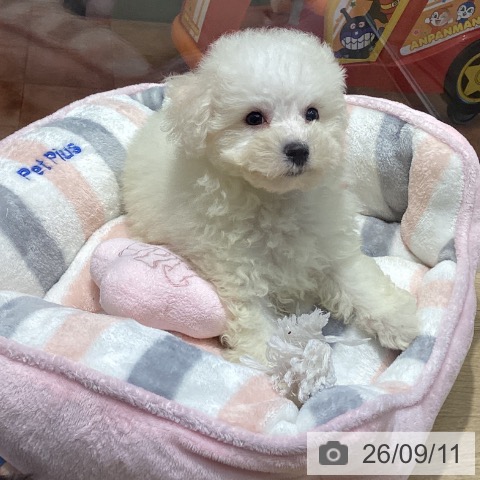 大阪府のビションフリーゼ (ペットプラス 四條畷店/2026年7月7日生まれ/女の子/ホワイト)の子犬の3枚目の画像