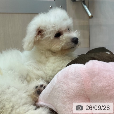 兵庫県のビションフリーゼ (ペットプラス 姫路大津店/2026年7月7日生まれ/女の子/ホワイト)の子犬の4枚目の画像