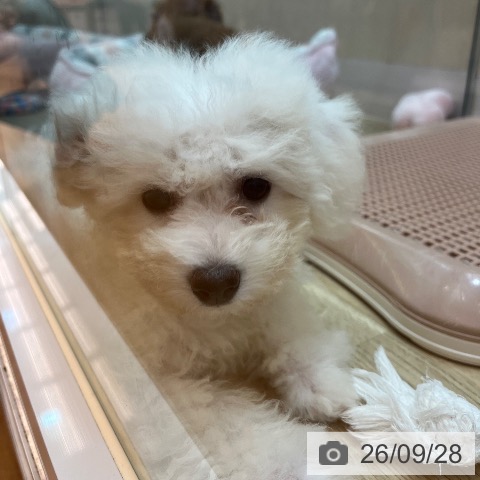 兵庫県のビションフリーゼ (ペットプラス 姫路大津店/2026年7月7日生まれ/女の子/ホワイト)の子犬の3枚目の画像
