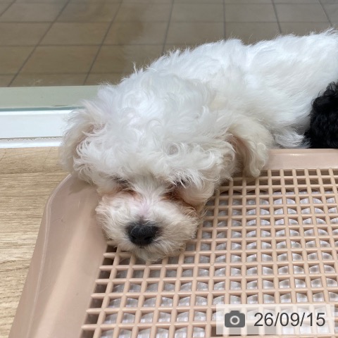 大阪府のビションフリーゼ (ペットプラス 鶴見店/2026年7月2日生まれ/男の子/ホワイト)の子犬の3枚目の画像