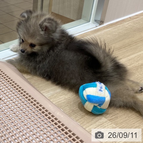 ポメラニアンの写真