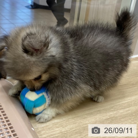 ポメラニアンの写真