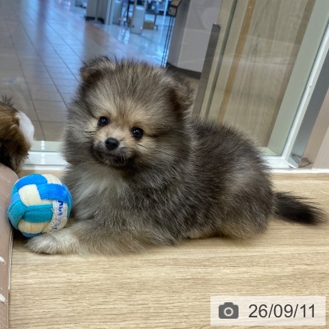 ポメラニアンの写真