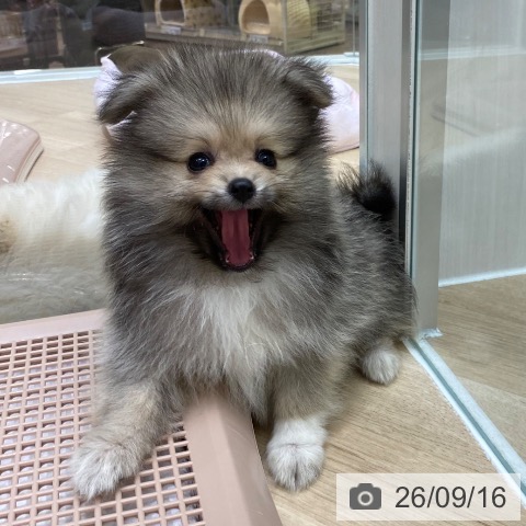 大阪府のポメラニアン (ペットプラス 鶴見店/2026年7月8日生まれ/男の子/ウルフセーブル)の子犬の3枚目の画像