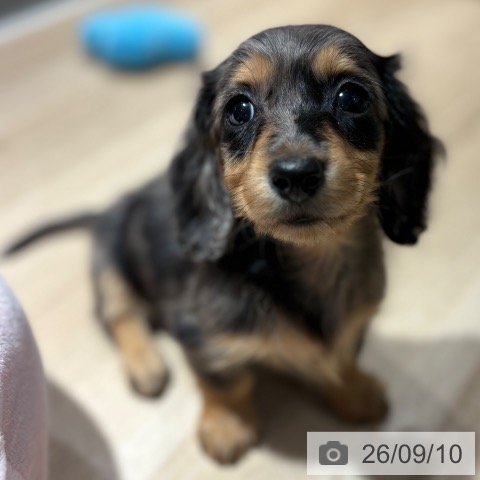 ミニチュア・ダックスフンドの写真