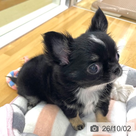 香川県のチワワ(ロング) (ペットプラス 高松店/2026年7月10日生まれ/男の子/ブラッククリームホワイト)の子犬の4枚目の画像
