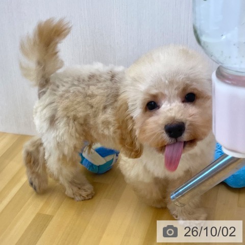 香川県のトイプードル(トイ) (ペットプラス 高松店/2026年7月5日生まれ/男の子/アプリコット)の子犬の4枚目の画像
