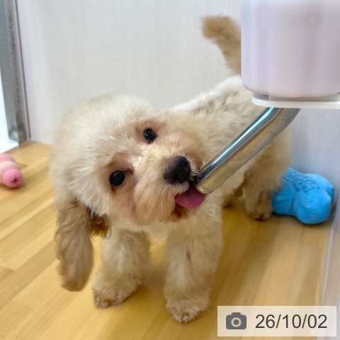 香川県のトイプードル(トイ) (ペットプラス 高松店/2026年7月5日生まれ/男の子/アプリコット)の子犬の3枚目の画像
