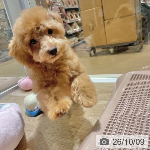 大阪府のトイプードル(トイ) (ペットプラス イオン大日店/2026年7月5日生まれ/女の子/アプリコット)の子犬の4枚目の画像