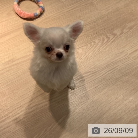 チワワの写真