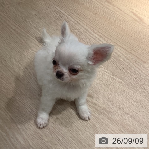 チワワの写真