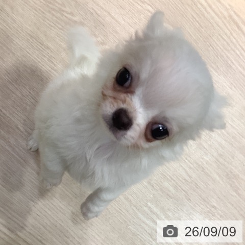 チワワの写真
