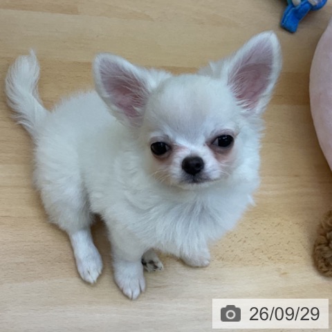 香川県のチワワ(ロング) (ペットプラス 綾川店/2026年7月10日生まれ/男の子/クリーム)の子犬の4枚目の画像