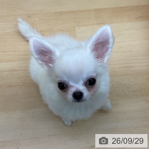 香川県のチワワ(ロング) (ペットプラス 綾川店/2026年7月10日生まれ/男の子/クリーム)の子犬の3枚目の画像