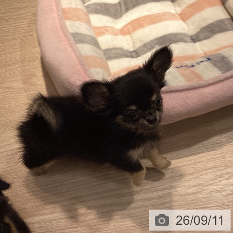 岡山県のチワワ(ロング) (ペットプラス 岡山店/2026年7月7日生まれ/女の子/ブラッククリーム)の子犬の4枚目の画像