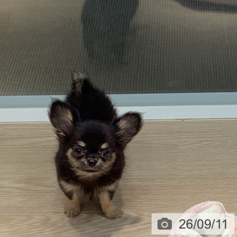 岡山県のチワワ(ロング) (ペットプラス 岡山店/2026年7月7日生まれ/女の子/ブラッククリーム)の子犬の3枚目の画像