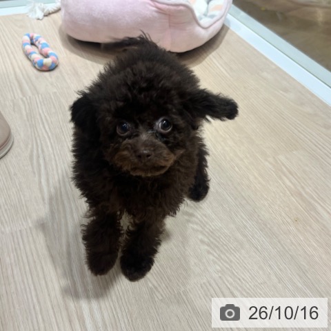 大阪府のトイプードル(トイ) (ペットプラス 堺鉄砲町店/2026年6月28日生まれ/女の子/ブラウン)の子犬の3枚目の画像