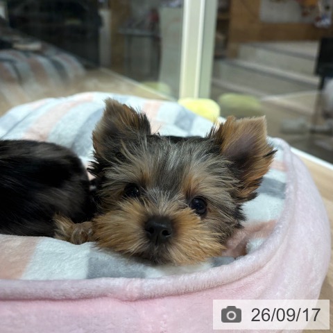 兵庫県のヨークシャーテリア (ペットプラス 神戸三宮店/2026年7月10日生まれ/女の子/スチールブルータン)の子犬の4枚目の画像