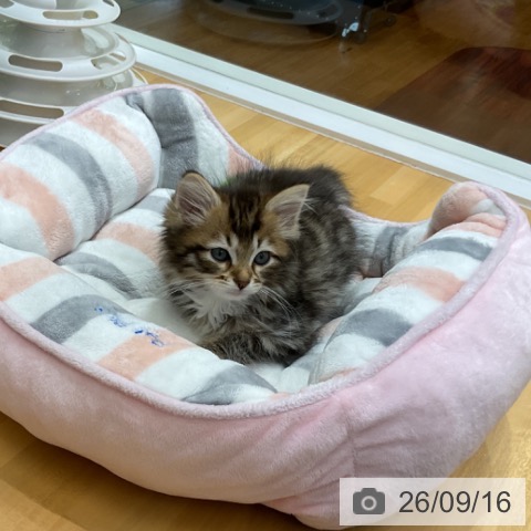 香川県のサイベリアン (ペットプラス 綾川店/2026年7月7日生まれ/男の子/ブラウンマッカレルタビーホワイト)の子猫の4枚目の画像