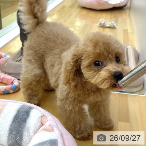 香川県のトイプードル(トイ) (ペットプラス 高松店/2026年7月5日生まれ/男の子/アプリコット)の子犬の4枚目の画像