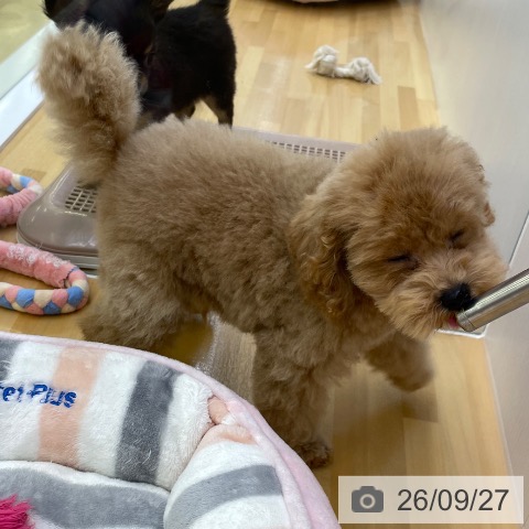 香川県のトイプードル(トイ) (ペットプラス 高松店/2026年7月5日生まれ/男の子/アプリコット)の子犬の3枚目の画像