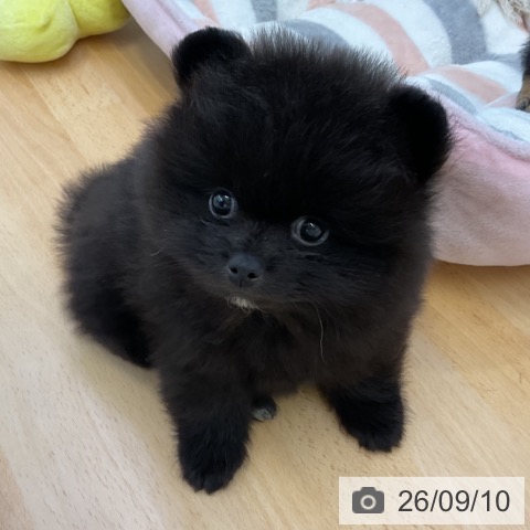 ポメラニアンの写真