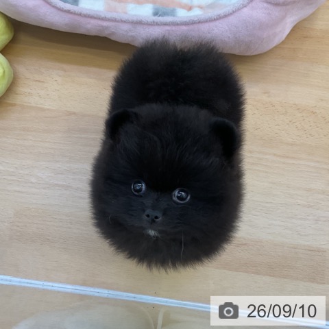 ポメラニアンの写真