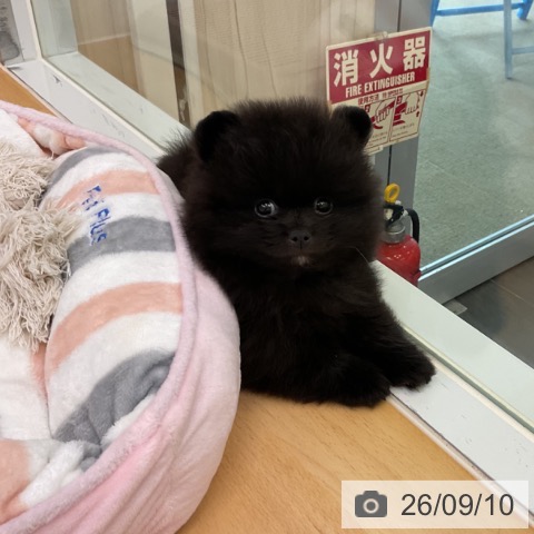 ポメラニアンの写真