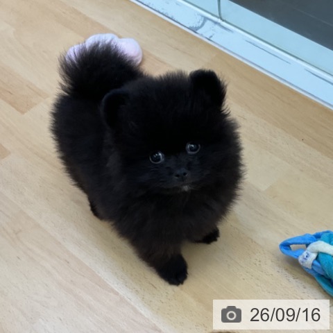 香川県のポメラニアン (ペットプラス 綾川店/2026年7月11日生まれ/男の子/ブラック)の子犬の4枚目の画像