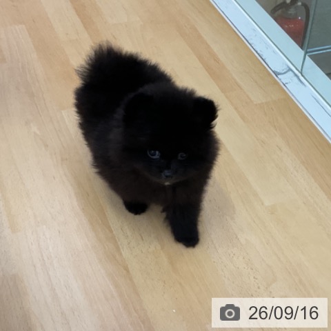 香川県のポメラニアン (ペットプラス 綾川店/2026年7月11日生まれ/男の子/ブラック)の子犬の3枚目の画像