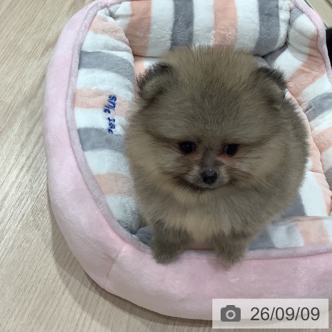 ポメラニアンの写真