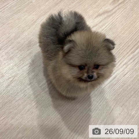 ポメラニアンの写真